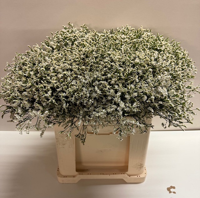 Limonium sensy tip top.jpg